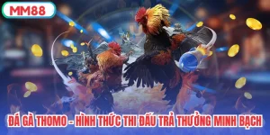 Đá Gà Thomo - Hình Thức Thi Đấu Trả Thưởng Minh Bạch