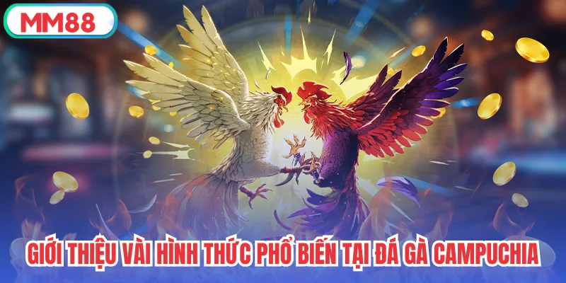 Giới thiệu vài hình thức phổ biến tại đá gà Campuchia