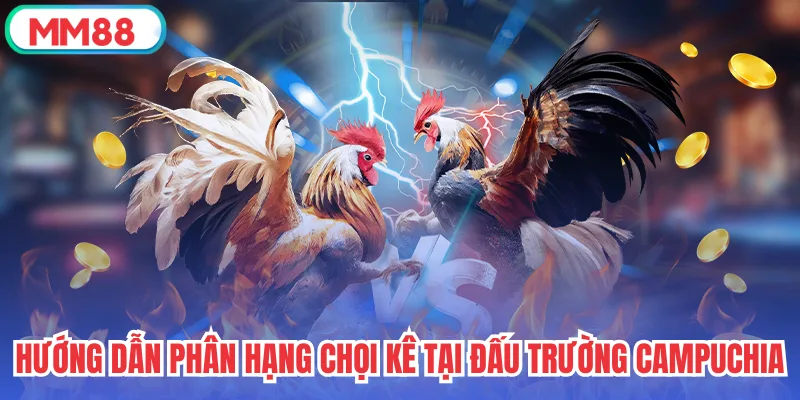 Hướng dẫn phân hạng chọi kê tại đấu trường Campuchia