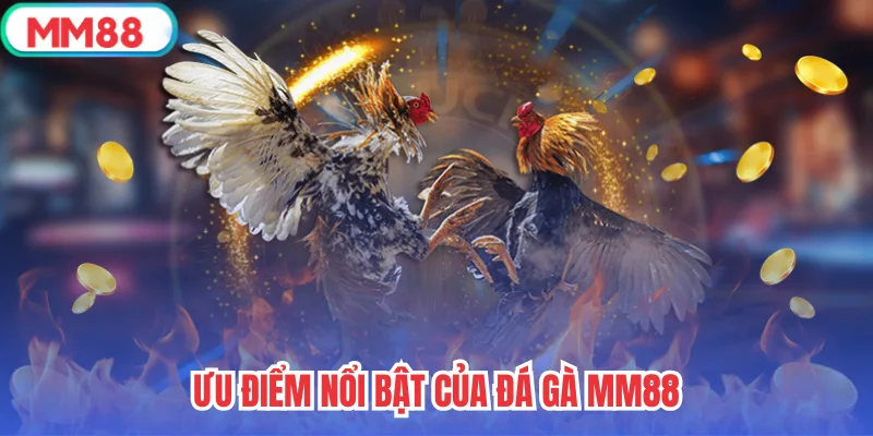 Ưu điểm nổi bật của đá gà mm88